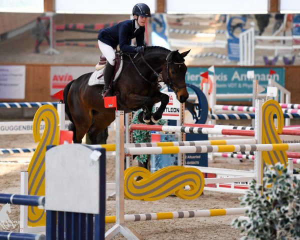 Springpferd Piazza 26 (Bayer, 2009, von Montendro)