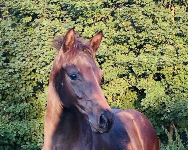 horse Diamond M (German Sport Horse, 2021, from Diarado)