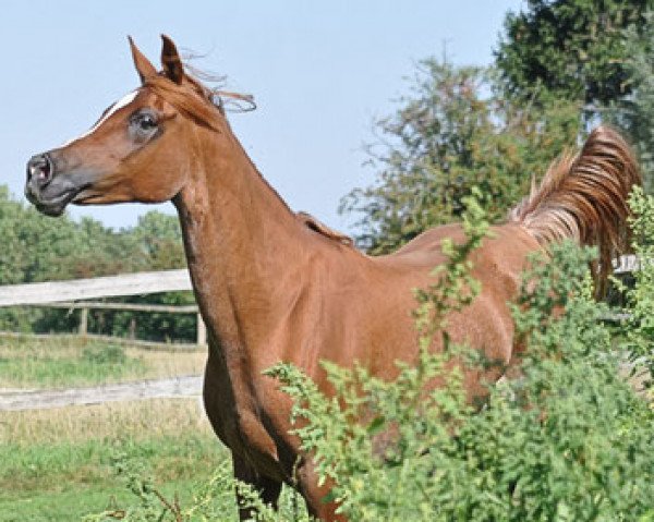 Zuchtstute Nea Pharaah Romanaa ox (Vollblutaraber, 2003, von Abu Arab EAO)