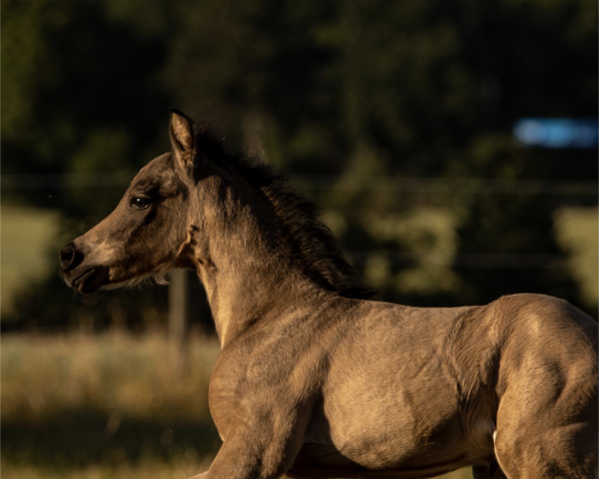 horse Copacabana-Coco (German Riding Pony, 2022, from Cadlanvalley Sir Ivanhoe)