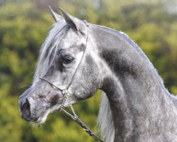 horse Kais Al Baydaa ox (Arabian purebred, 2011, from Jamil Al Rayyan ox)