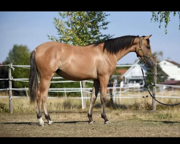 horse Anwar‘s Jafjálla (German Riding Pony, 2021, from Daddy Cool)