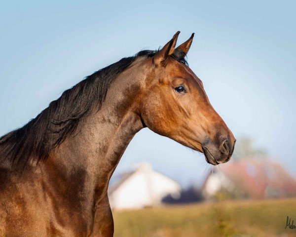 horse Birkenlunds Jamíramis (German Riding Pony, 2019, from Daddy Cool)