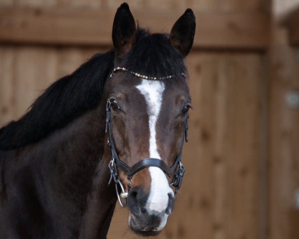 dressage horse Emilia Galotti 9 (Westphalian, 2012, from Ehrenpreis)
