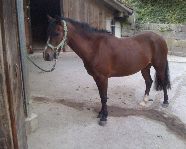 Pferd Sherry (Welsh Pony (Sek.B), 1999, von Oakland) Pferd Sherry (Welsh Pony (Sek.B), 1999, von Oakland)