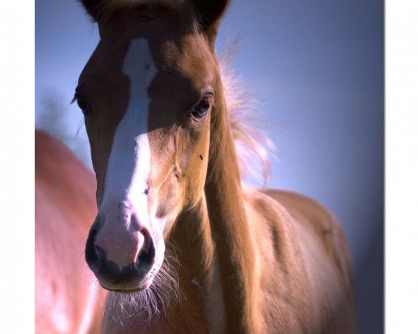 dressage horse Champion de Coeur (German Riding Pony, 2010, from Top Champy)