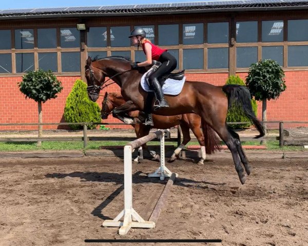 jumper Chico bello (Hanoverian, 2011, from Contendros 2)