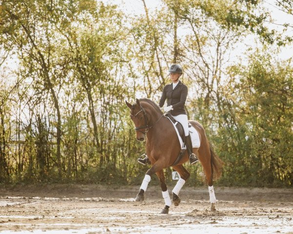 Dressurpferd Cockytoo (Holsteiner, 2011, von Catoo)