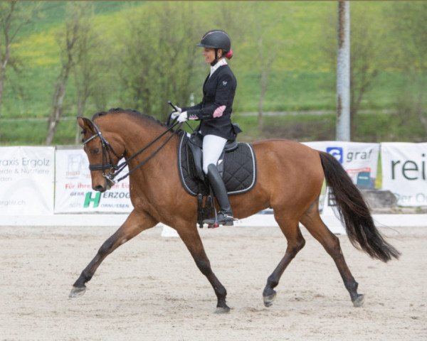 dressage horse No Limit Z (German Riding Pony, 2012, from Nemax) dressage horse No Limit Z (German Riding Pony, 2012, from Nemax)