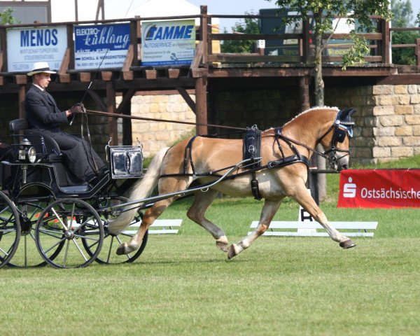 dressage horse Moses 60 (Haflinger, 1999, from Midas-Hanja)