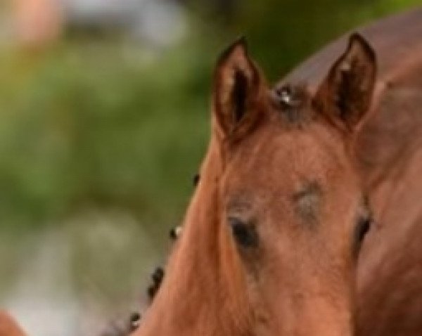 horse Osiris N (Holsteiner, 2021, from Dubliner)