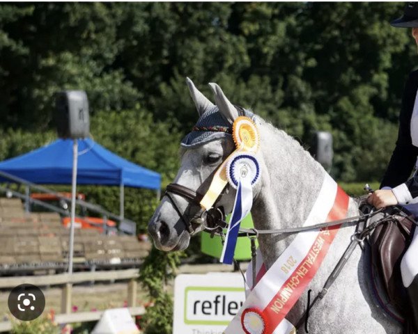 broodmare Top Cinderella NRW (German Riding Pony, 2013, from Top Christobell)