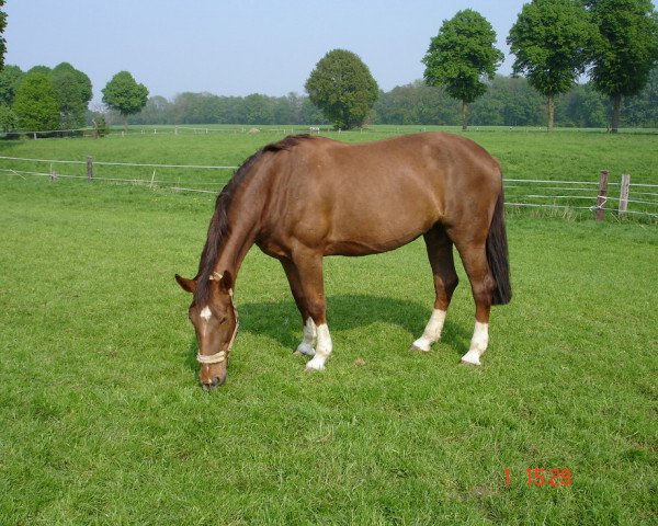 Zuchtstute Celina T (Oldenburger Springpferd, 1995, von Cubaner)