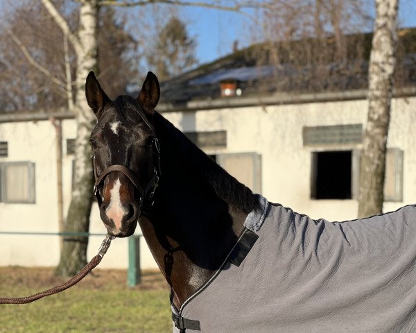 Pferd Colonel Coke FW (Deutsches Reitpony, 2018, von Coke saint of the Life)