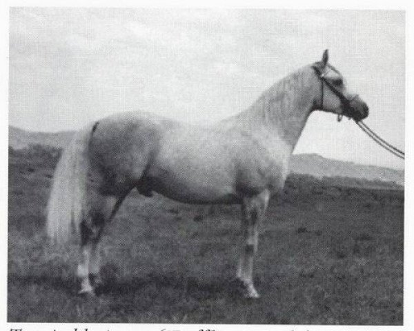 stallion Tut Ankh Amen ox (Arabian purebred, 1946, from Raffles ox)