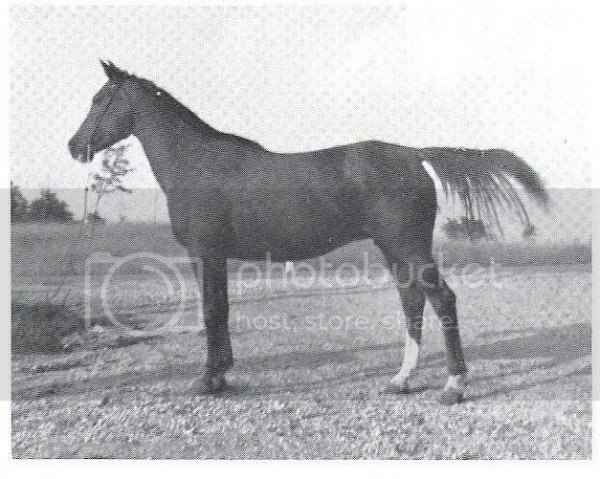 broodmare Tifl ox (Arabian purebred, 1944, from Qahir ox)