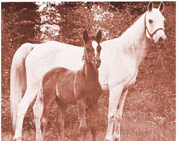 broodmare Razika ox (Arabian purebred, 1939, from Valensik ox)