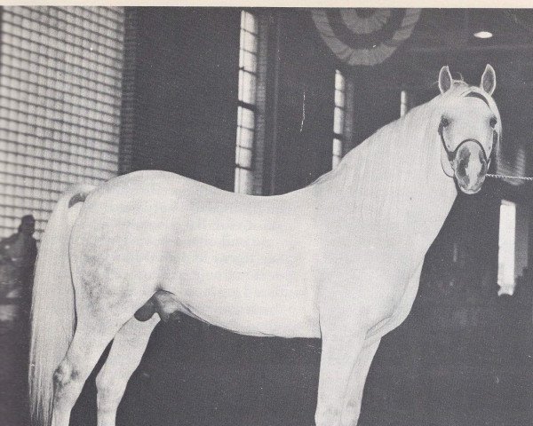 stallion Rifraff ox (Arabian purebred, 1947, from Raffles ox)