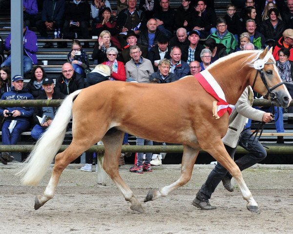 Deckhengst Sternwächter (Haflinger, 2010, von liz. 350/T Stainz)