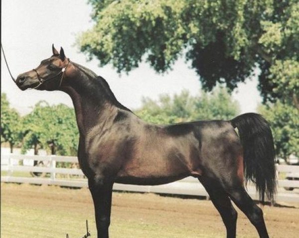 horse Arn-Ett Perlane ox (Arabian purebred, 1978, from Perlezon ox)