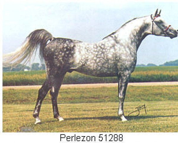 horse Perlezon ox (Arabian purebred, 1968, from Gublazon ox)