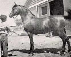 stallion Bamby ox (Arabian purebred, 1947, from Raffles ox)