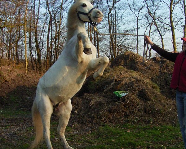 broodmare Renkant's Sharon (Welsh mountain pony (SEK.A), 1994, from Revel Paul-Jones)