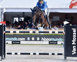 stallion Dourkhan Hero Z (Zangersheide riding horse, 2015, from Don't Touch Tiji Hero)