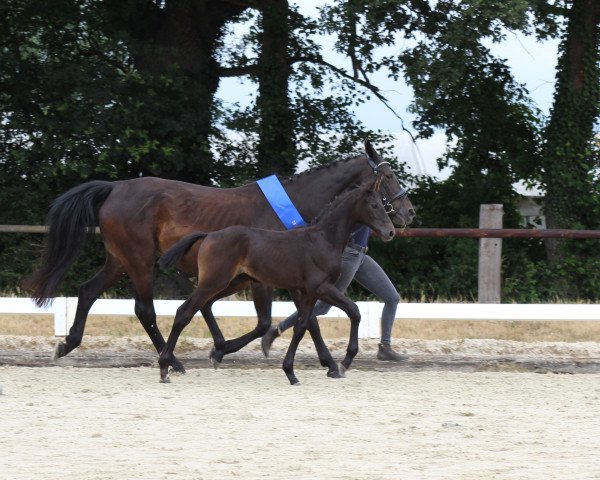 Pferd Coco SL (Oldenburger Springpferd, 2022, von Cornet's Quaprice)