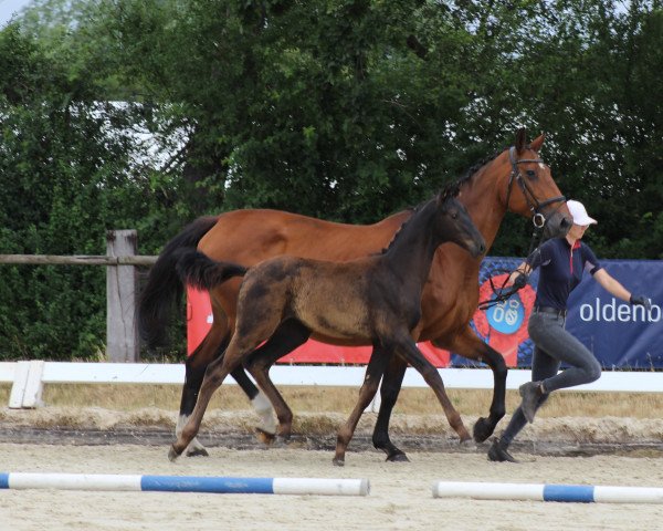 horse Finest Selection SL (Oldenburg, 2022, from Finest)