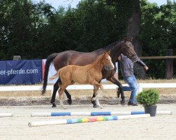 Pferd Bailey SL (Oldenburger Springpferd, 2022, von Brantzau)