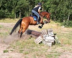 jumper Mr. Bellini (Hanoverian, 2009, from Monte Bellini)