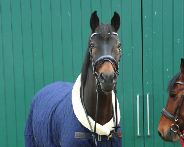 jumper Spark (Luxembourg horse, 2007, from Singulord Joter)