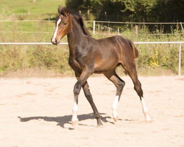 broodmare Lou (Oldenburg show jumper, 2021, from Diarado)