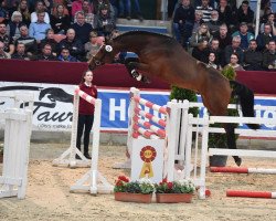 stallion Capital Bra Ps (German Sport Horse, 2017, from Cormitender)