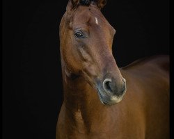 dressage horse BKS Daisy Duke (German Riding Pony, 2012, from FS Don't Worry)
