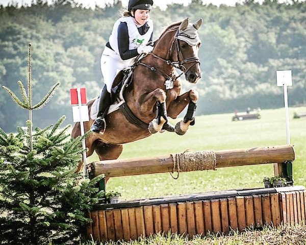 jumper Marty Mc Fly (Westphalian, 2012, from Mc Fly High D)