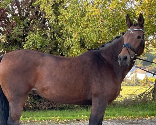 horse Jule - Wezera (polish noble half-breed,  , from Czarownik xx)