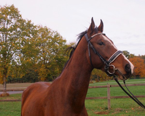 horse Querayo (Hanoverian, 2018, from Qualito)