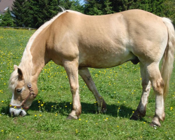 Pferd Nastor 7 (Haflinger, 1994) Pferd Nastor 7 (Haflinger, 1994)