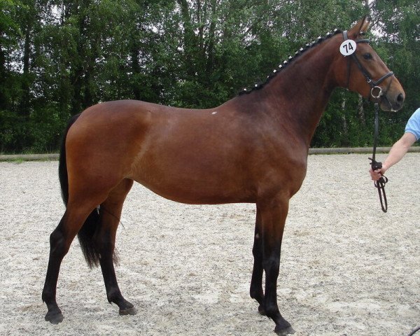 dressage horse Florina JB (Westphalian, 2007, from Florubin)