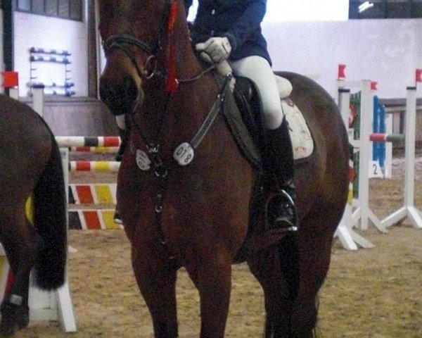 horse Drosecco B (Hanoverian, 2005, from Der Lord)