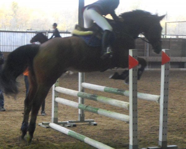 horse Don Joun De Marco (Belgian Warmblood,  )