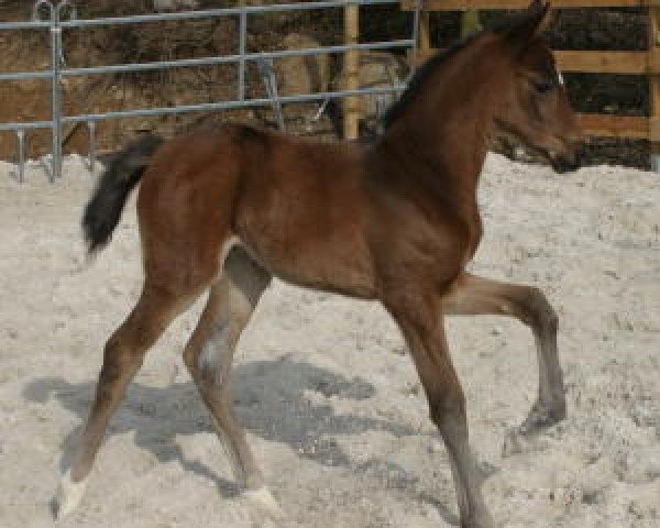 Dressurpferd Quentia (Oldenburger, 2011, von Quarterback)