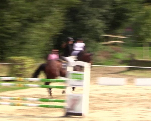 Springturnier Lüdinghausen 2021