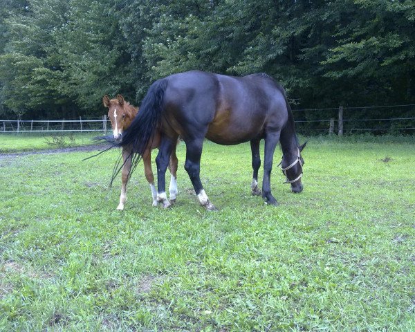 Zuchtstute Diane (Westfale, 1996, von Diamo)