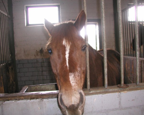 Dressurpferd Cascajo (Deutsches Reitpony, 2002, von Cocky Man)