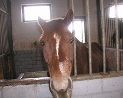 dressage horse Cascajo (German Riding Pony, 2002, from Cocky Man)
