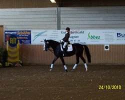 jumper Nando (Polish Warmblood, 2004, from Harwest)