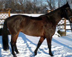dressage horse Landgräfin B. (Westphalian, 1997, from Landro L)